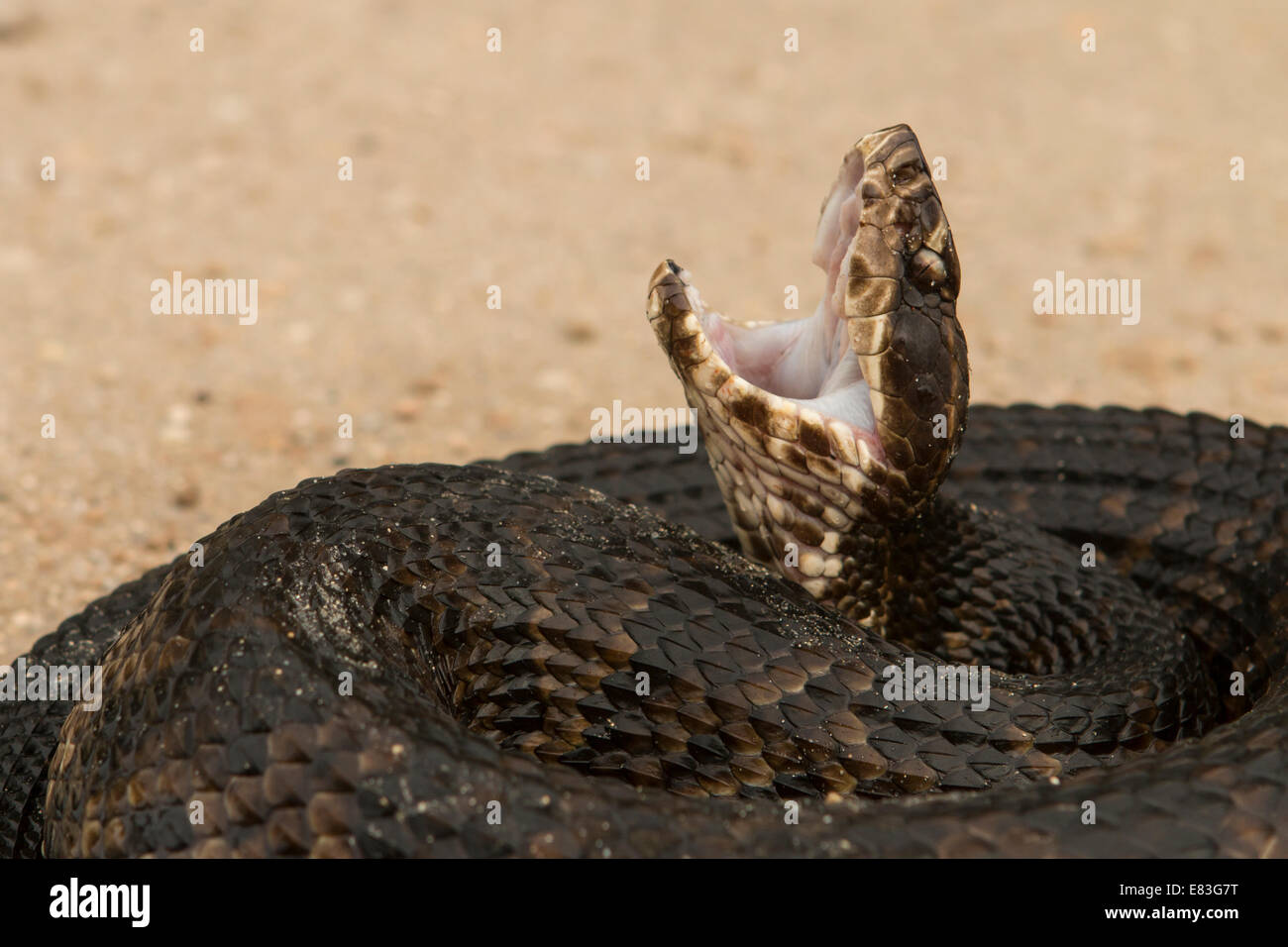 Florida Cottonmouth (Agkistrodon piscivorus conanti) Stock Photo