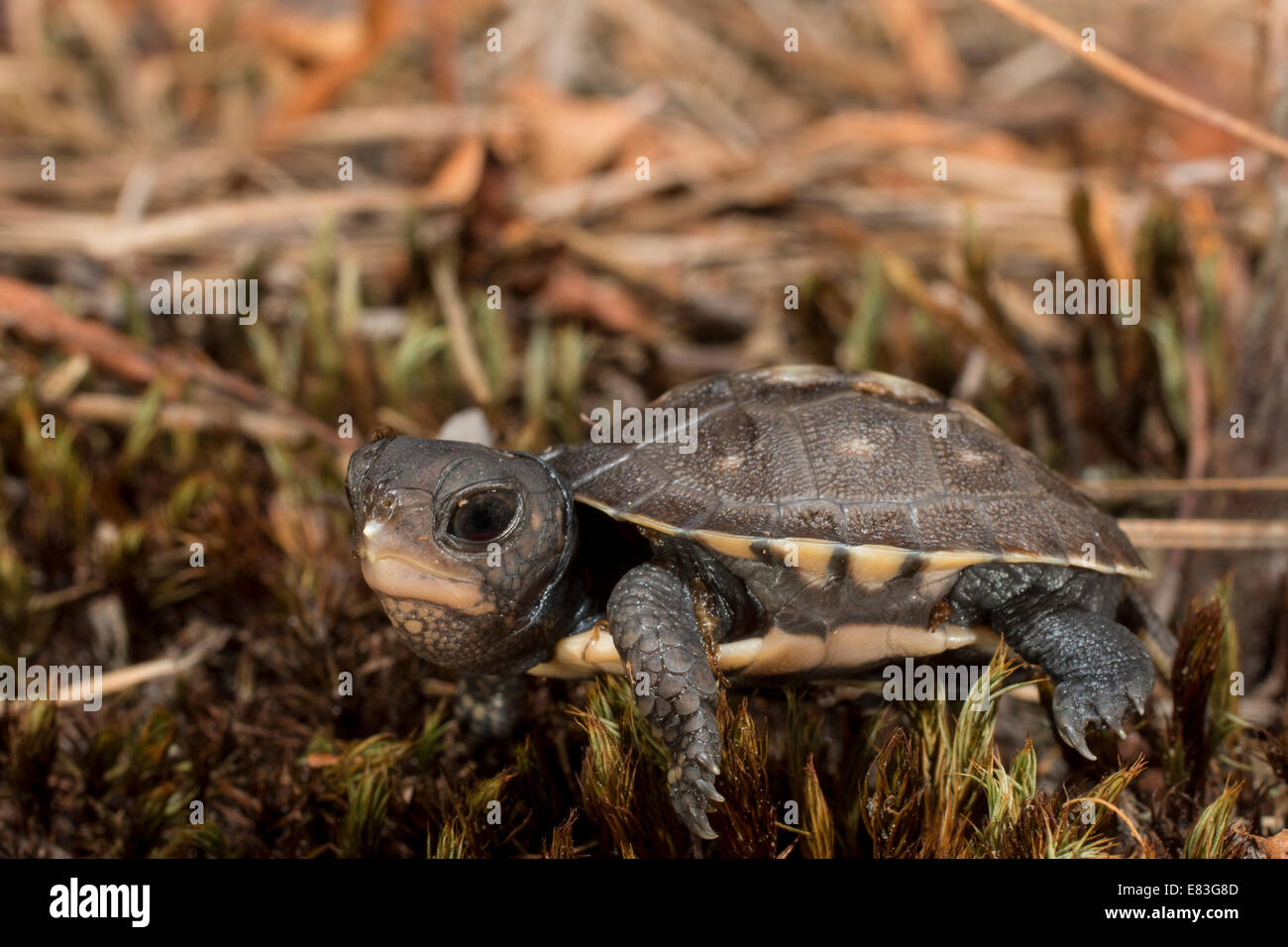 Baby eastern box turtle Terrapene carolina carolina Stock Photo Alamy