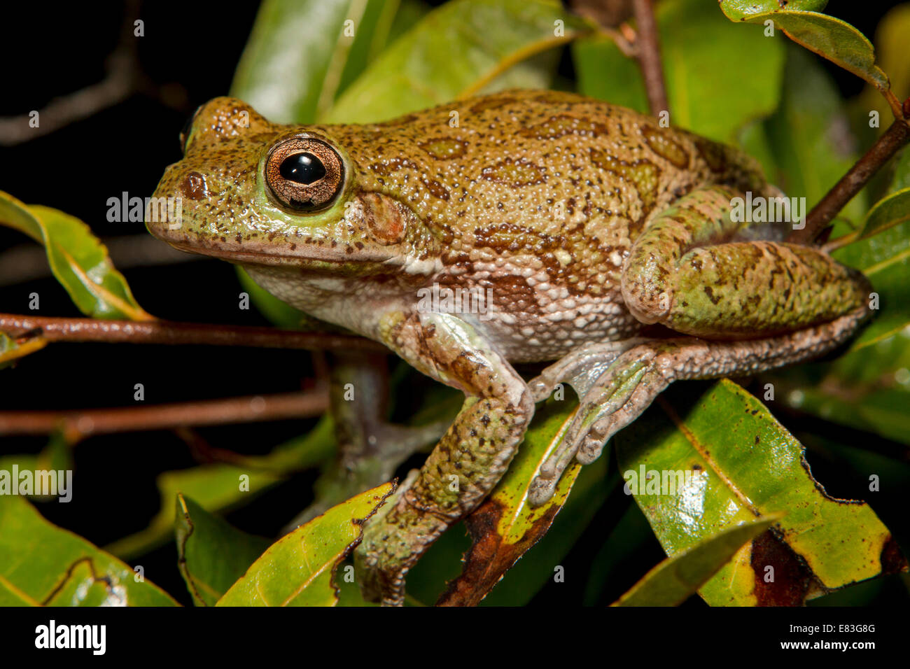Barking treefrog in a small oak tree Hyla gratiosa Stock Photo Alamy