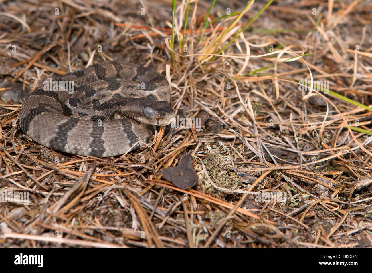 What Does A Baby Eastern Rattlesnake Look Like At Ernie Gill Blog