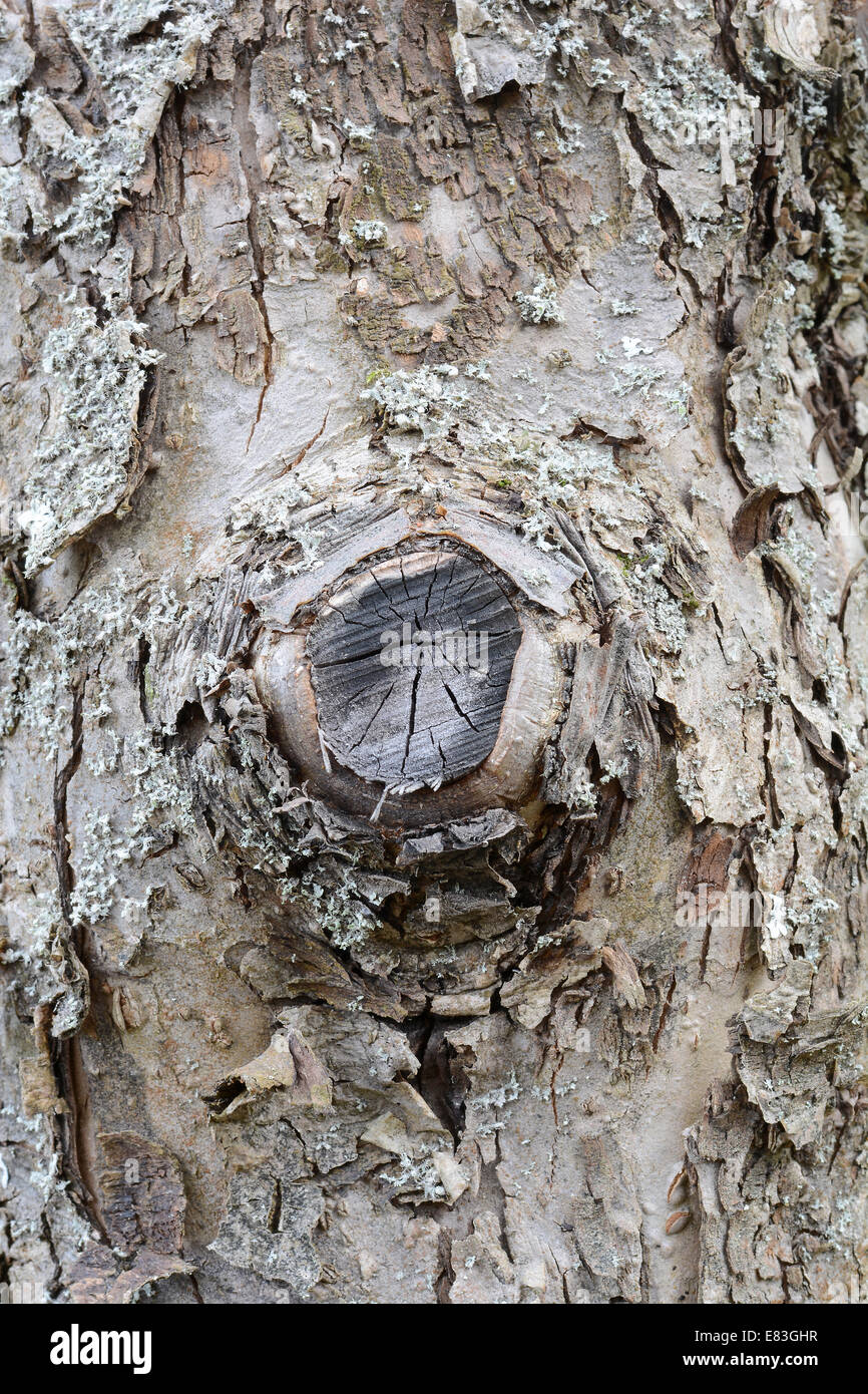 Old Wood Tree Texture Background Pattern Stock Photo - Alamy