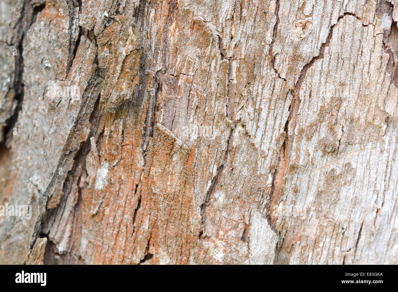 Old Wood Tree Texture Background Pattern Stock Photo - Alamy