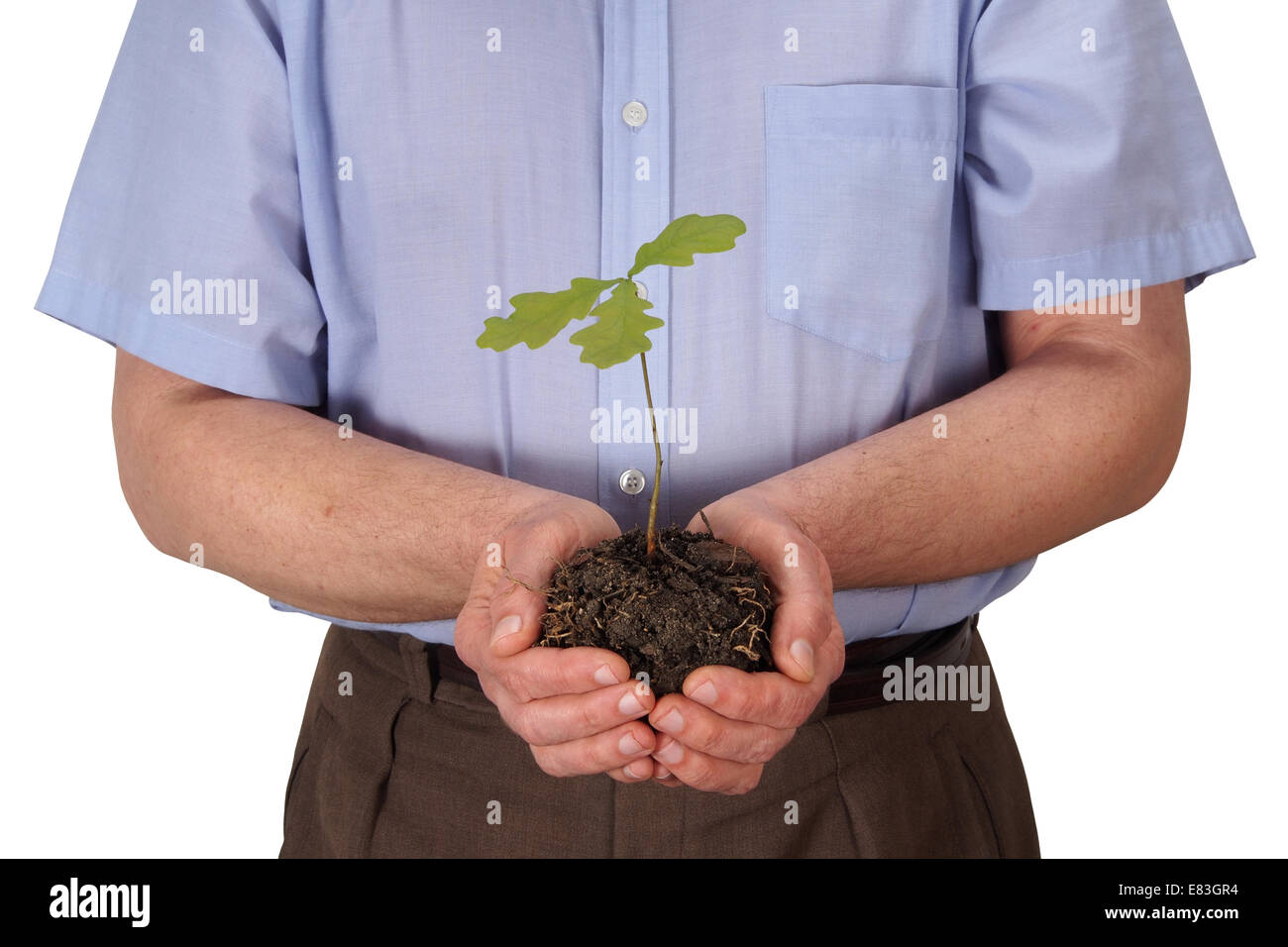Man with young oak tree Stock Photo