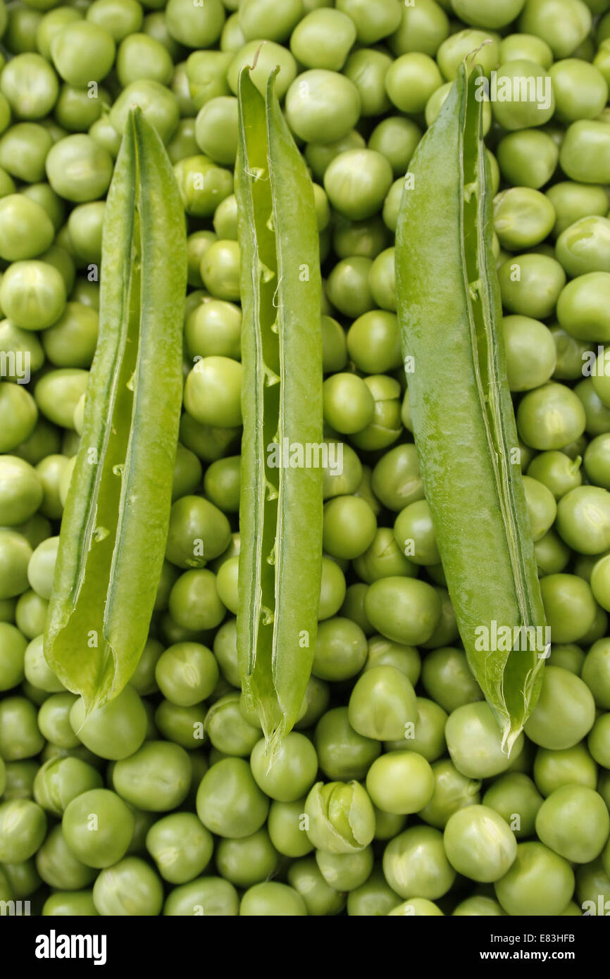 Pisum sativum hurst green shaft hires stock photography and images Alamy