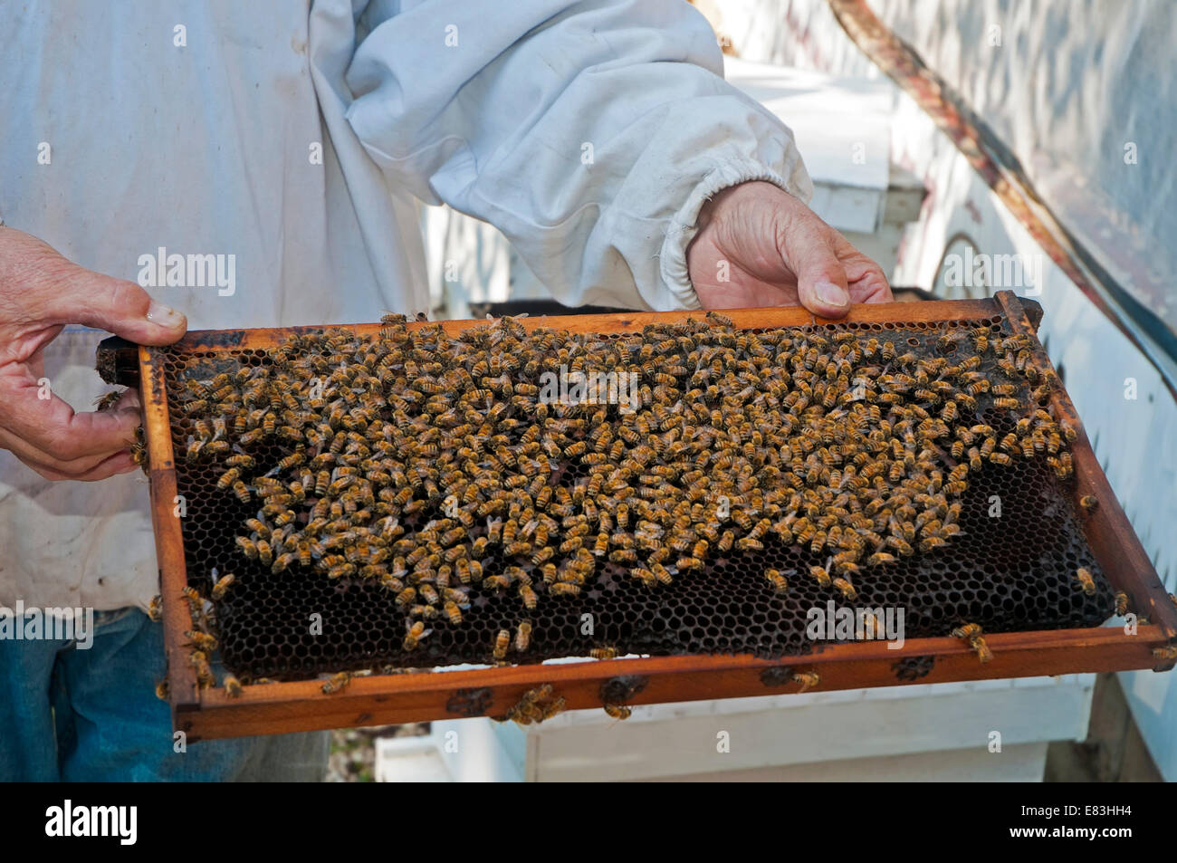 Inside bee hive hires stock photography and images Alamy