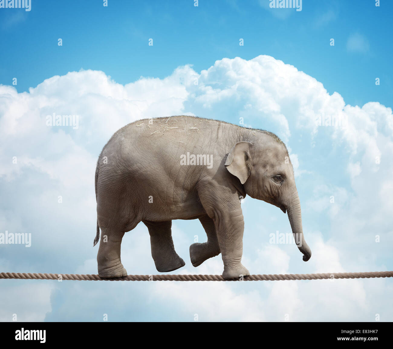 Elephant calf on tightrope Stock Photo