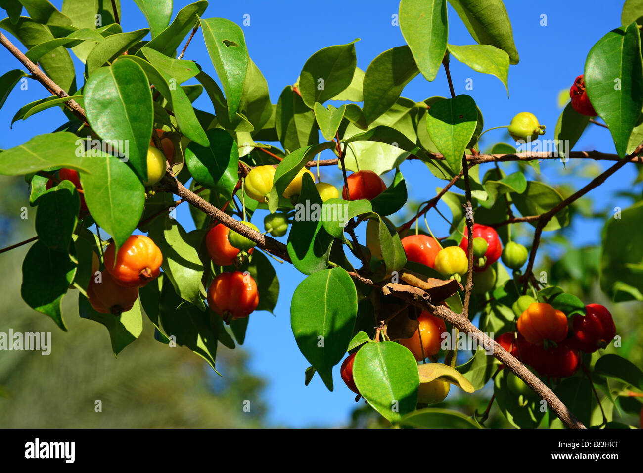 pitanga tropical fruit on tree Stock Photo