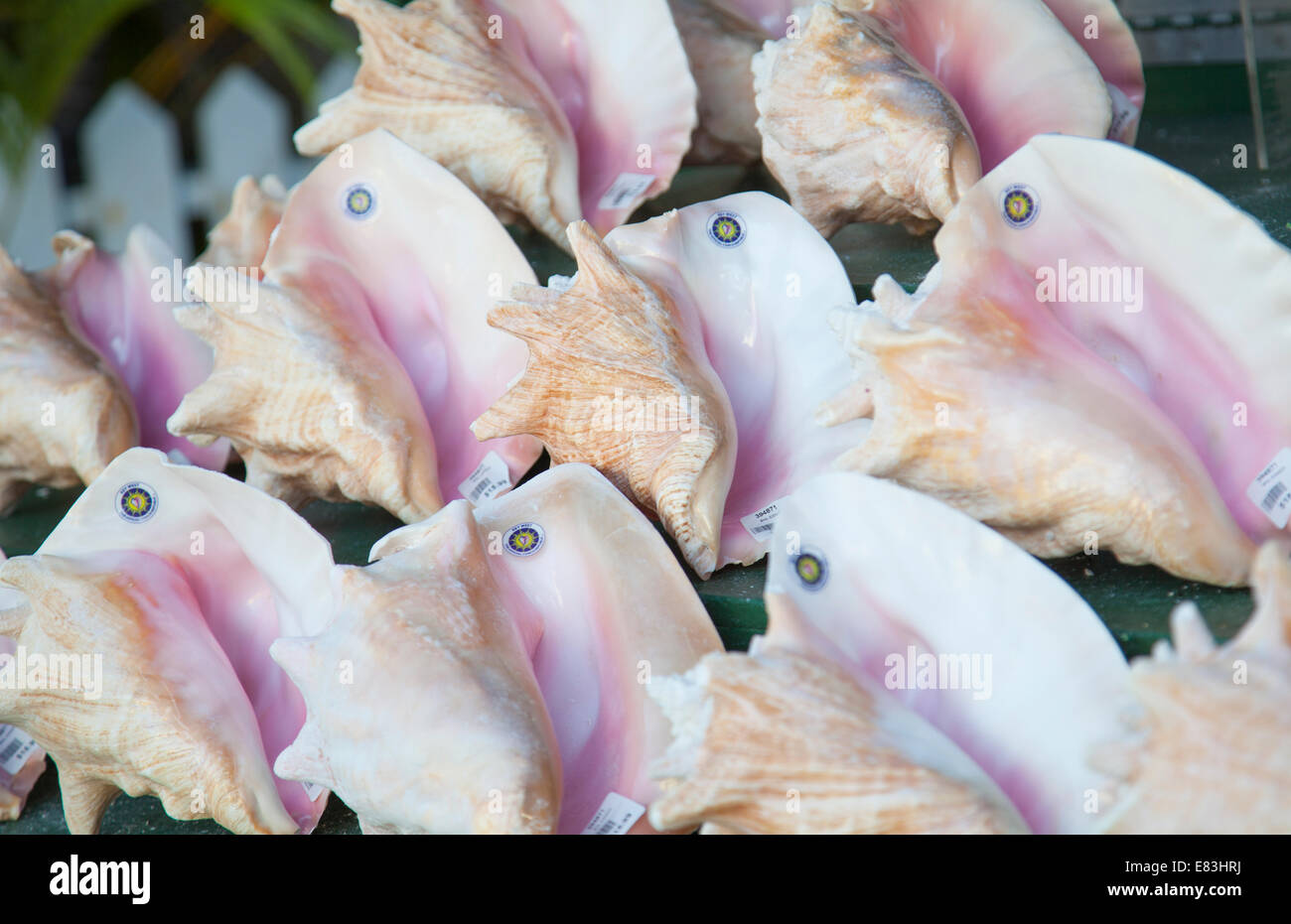 Conch shell souvenirs in Key West the Florida Keys Stock Photo - Alamy