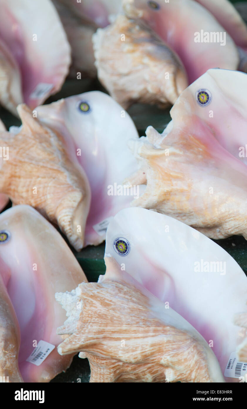 Pink conch hires stock photography and images Alamy
