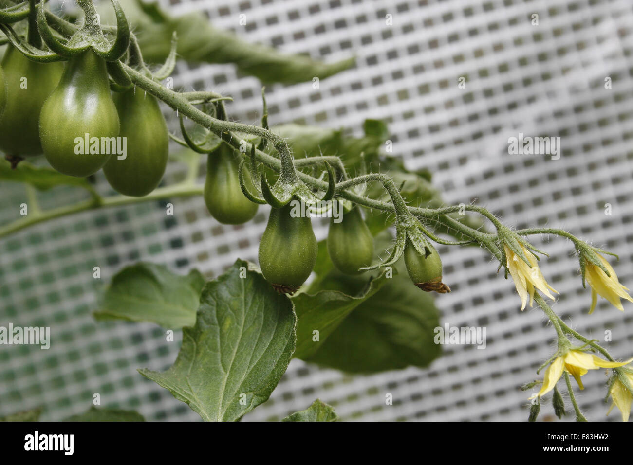 tomato plants "ildi" growing in polytunnel greenhouse Solanum