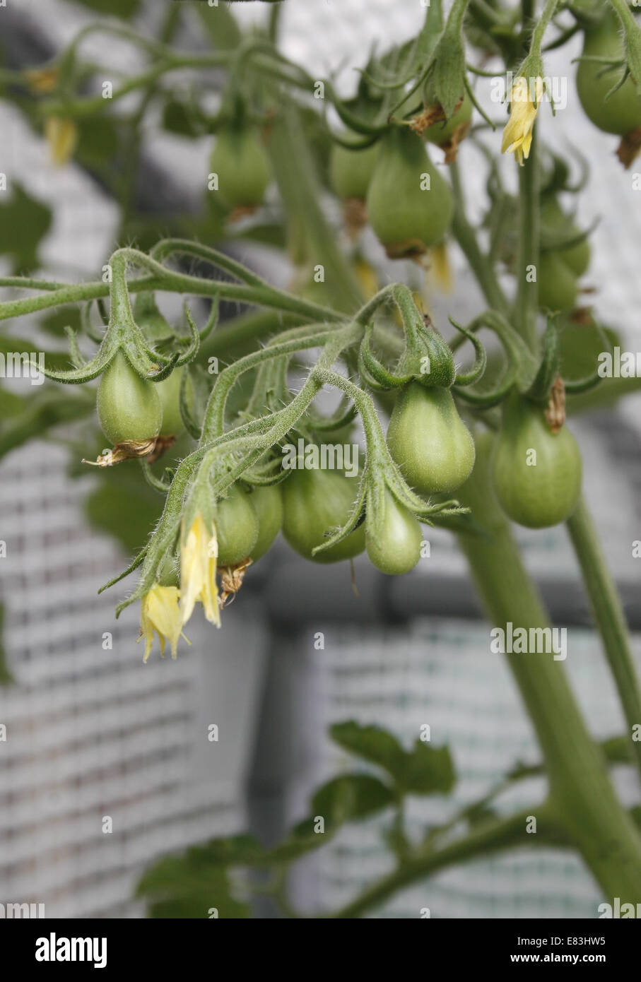 tomato plants "ildi" growing in polytunnel greenhouse Solanum