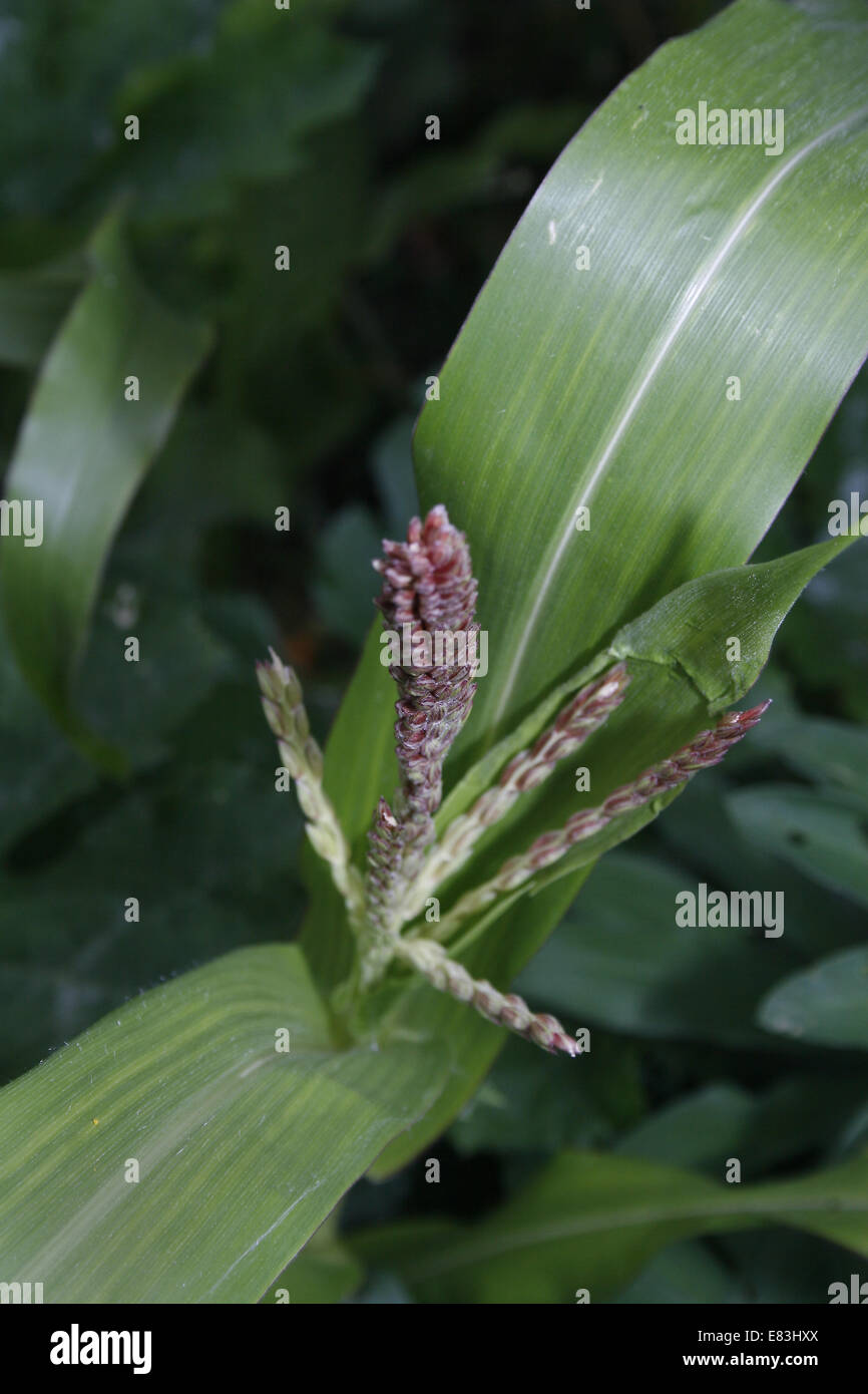 image of sweet corn tassels and leaves Stock Photo Alamy