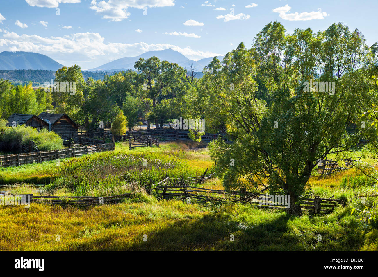 Cottonwood tree & lush pasture along the Arkansas River, Rocky