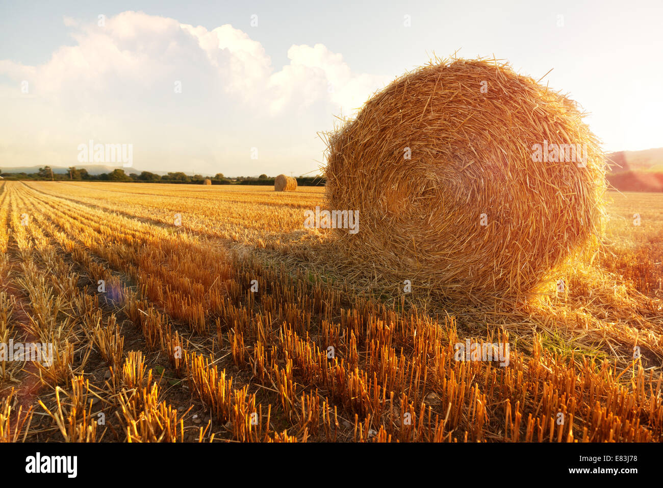 Hay bales in golden field Stock Photo