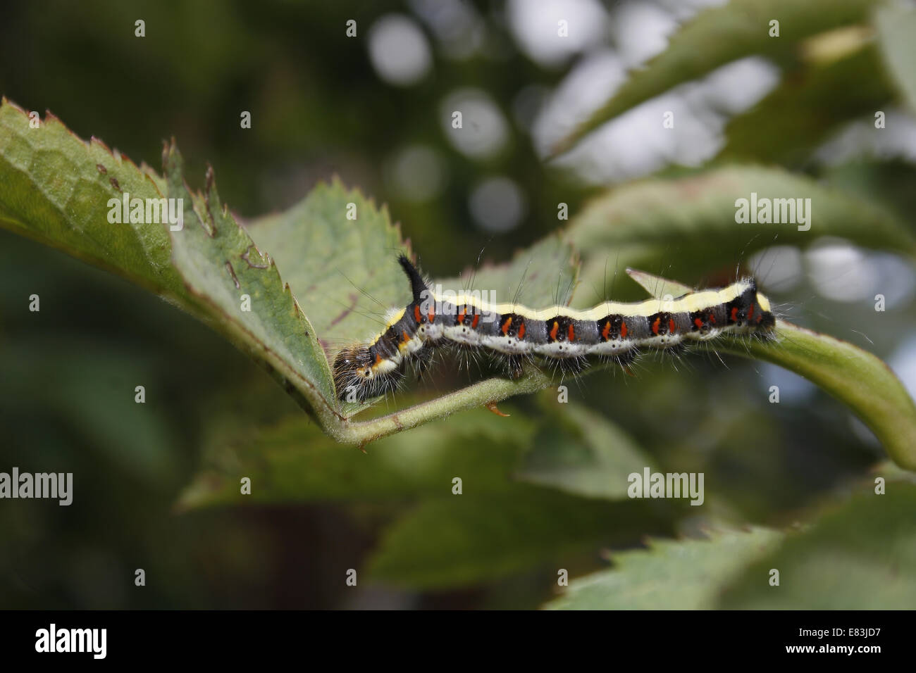 Grey Dagger caterpillar eating leaves on rose hip bush Acronicta psi Stock Photo