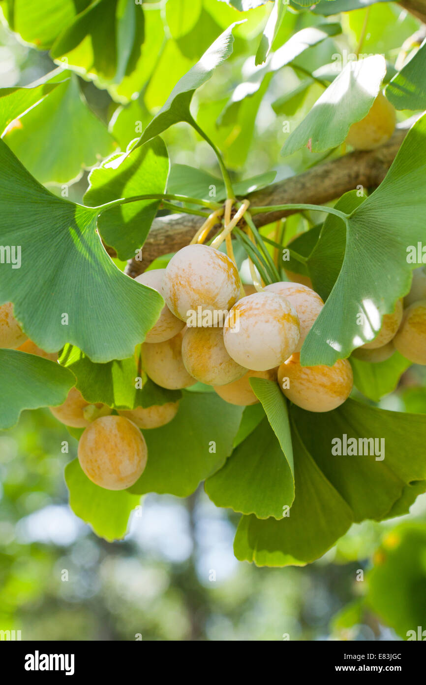 Ginko tree ginkgo hires stock photography and images Alamy