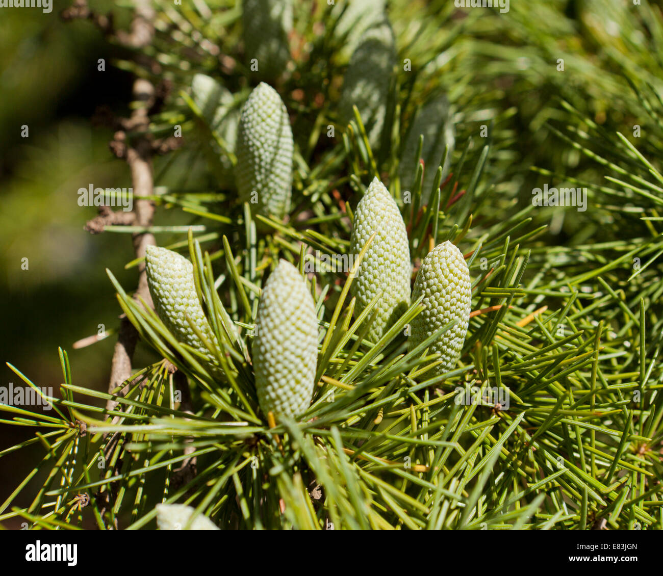 Cedar of Lebanon (Cedrus libani) cones in early autumn - USA Stock Photo