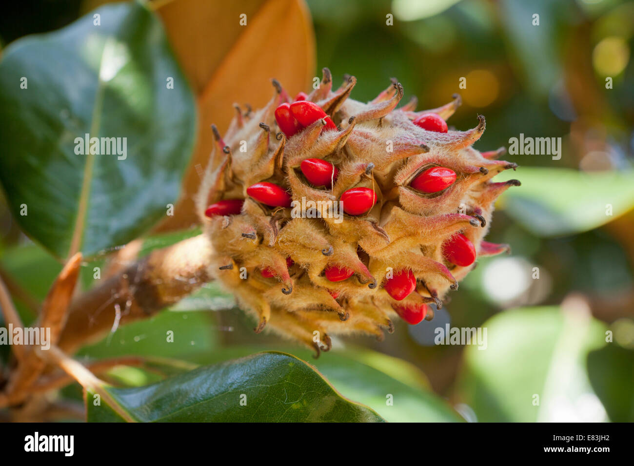 Mature magnolia fruit and seeds (Magnolia grandiflora) - Virginia USA Stock Photo