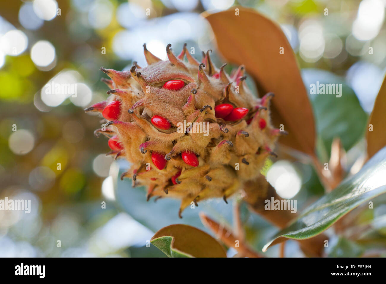 Mature magnolia fruit and seeds (Magnolia grandiflora) - Virginia USA Stock Photo