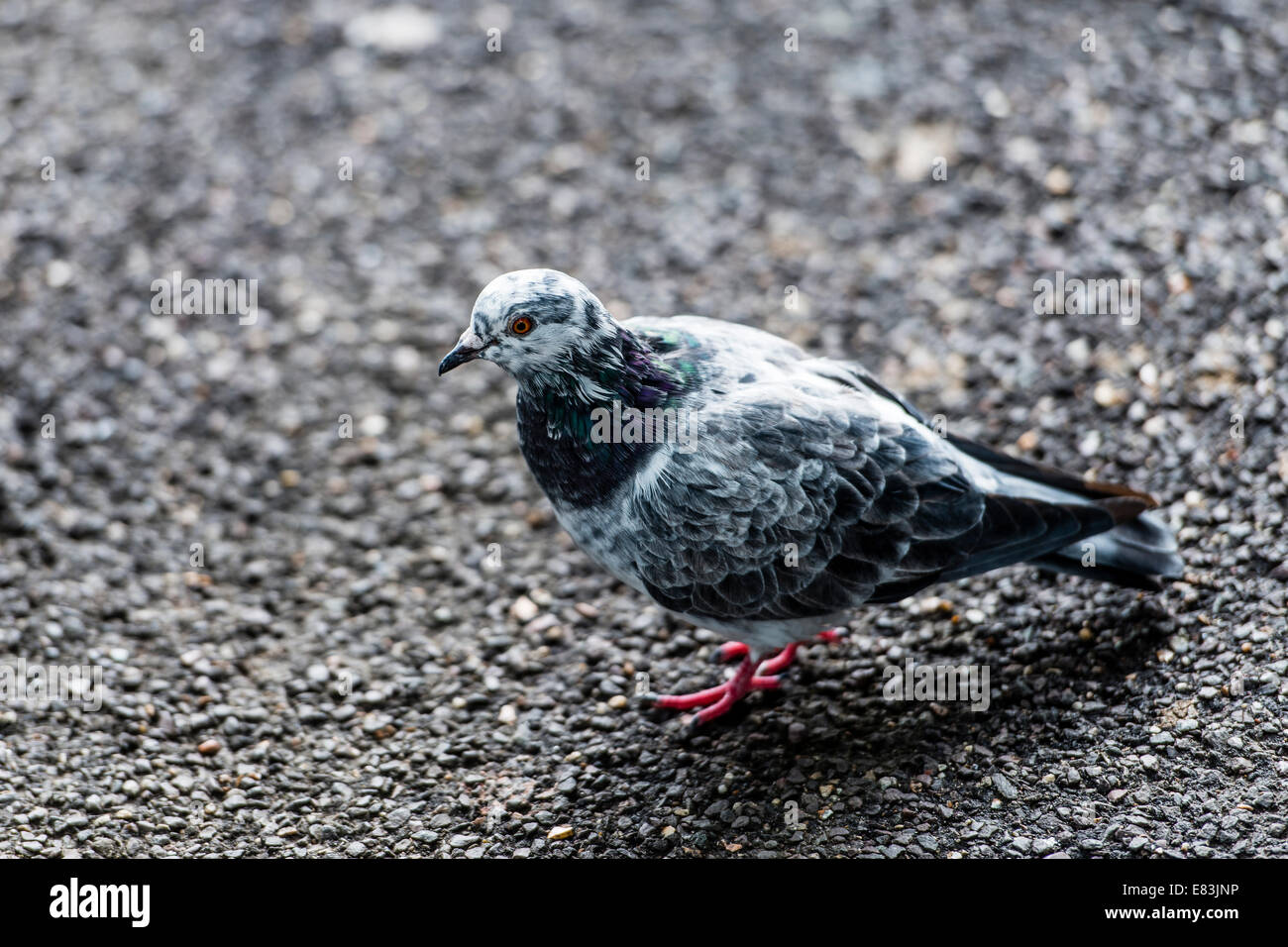 Pigeons and doves, are stout-bodied birds with short necks, and short, slender bills with fleshy ceres. Stock Photo