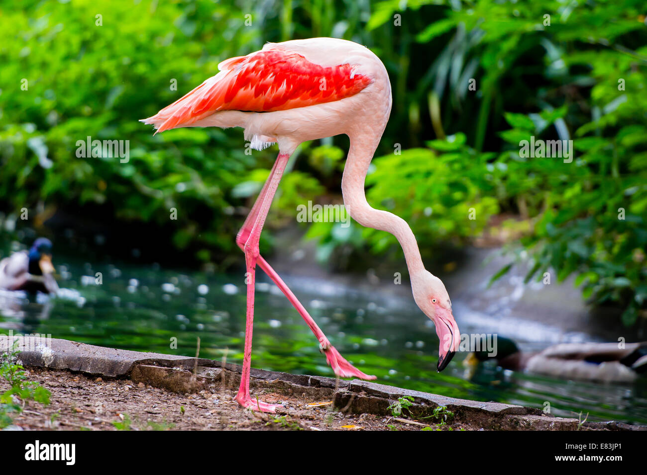 The greater flamingo is found in Africa, Asia, and Europe. Most of the plumage is pinkish-white. Stock Photo