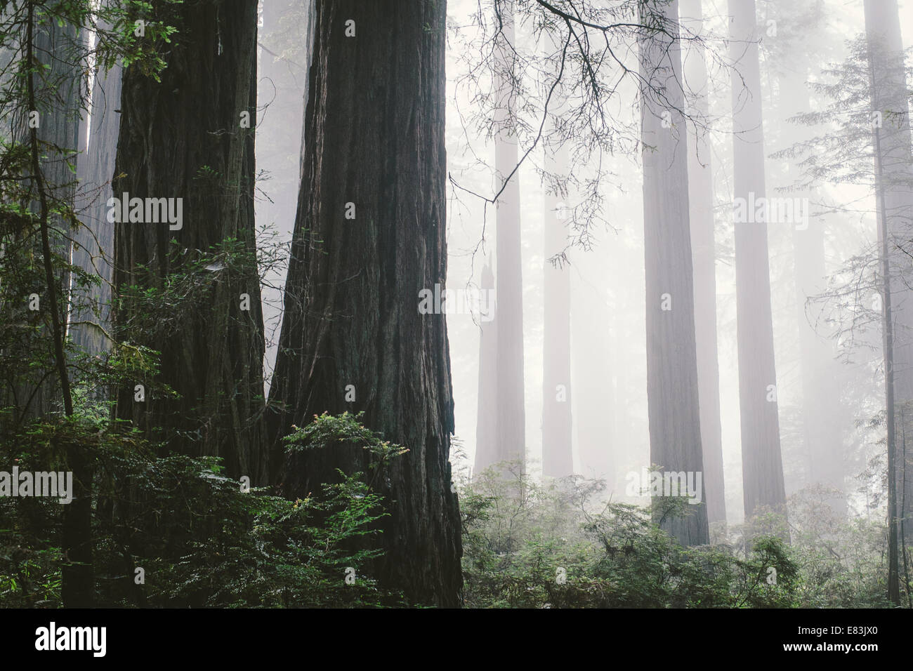 Foggy redwood forest in North Coast Stock Photo