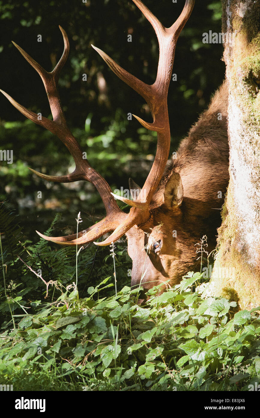 Elk in prairie creek redwoods state park Stock Photo