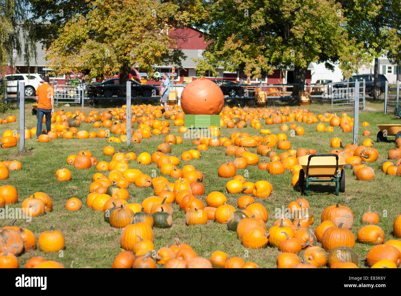 A pumpkin patch at Blue Jay Orchards in Bethel, Connecticut, USA Stock Photo