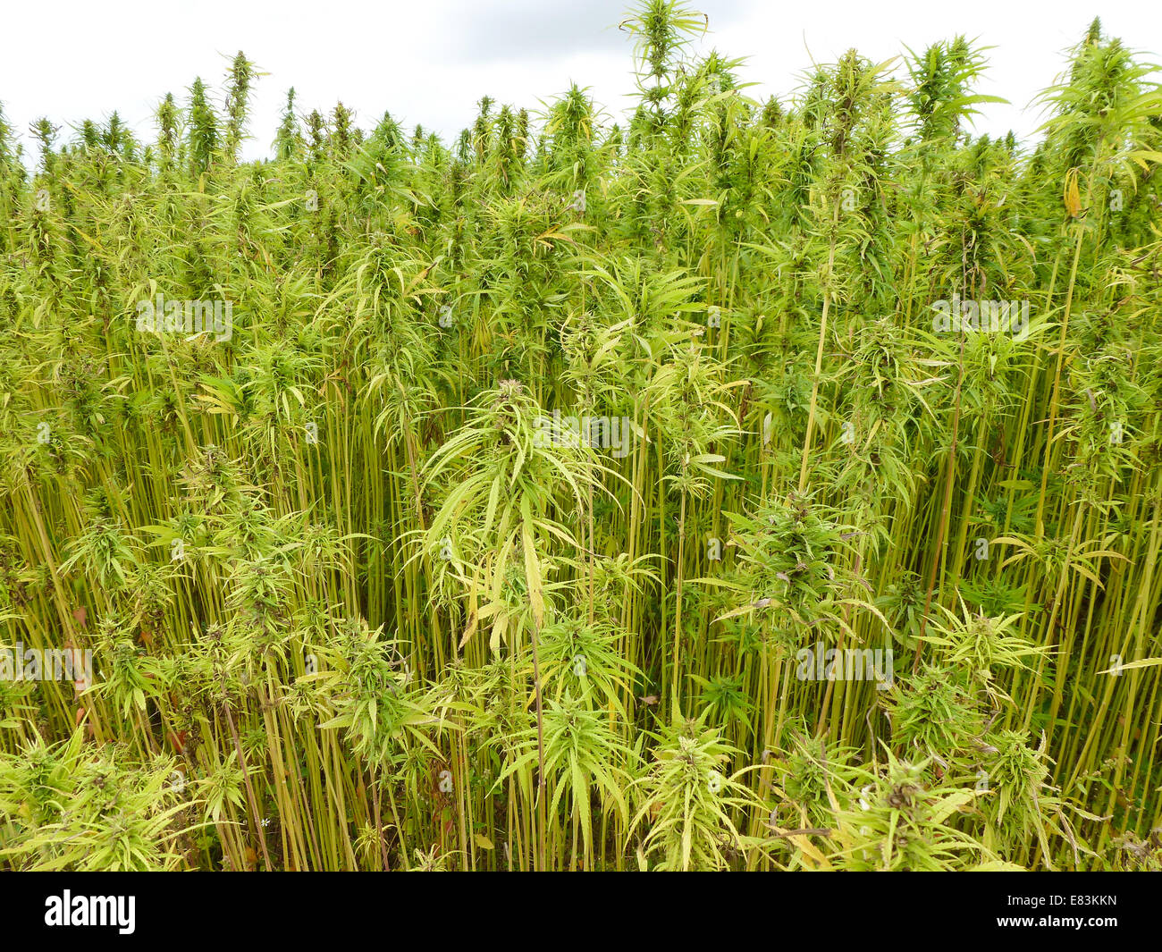 field with hemp or medicinale marihuana in france Stock Photo