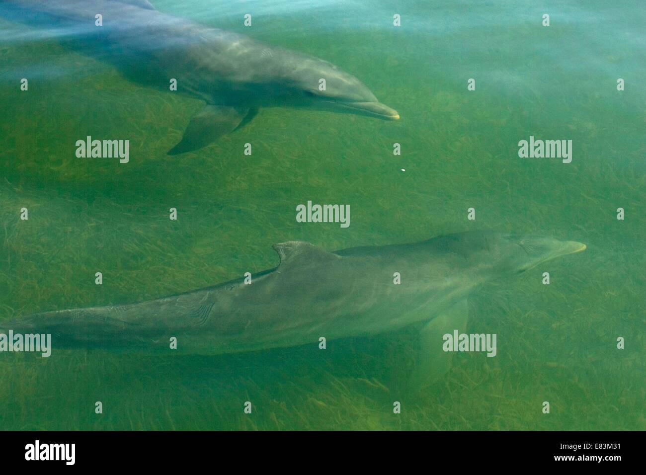 Dec. 07, 2009 - Islamorada, FL, USA - FREE Flyfishing.Caption:(Monday 12/07/2009 Islamorada) A group of wild dolphins cruise alongside a boat to get a closer look in the shallow waters around the Florida Keys.Summary: Flyfishing in the Florida Keys and Everglades National Park. (Credit Image: © St. Petersburg Times/ZUMA Wire) Stock Photo