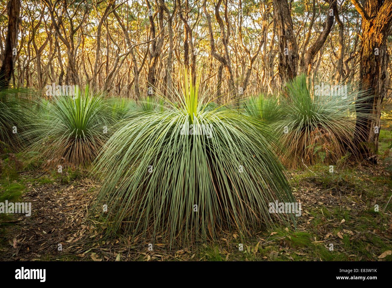 Australian landscape of grass trees in South Australia's Deep Creek Conservation Park Stock Photo