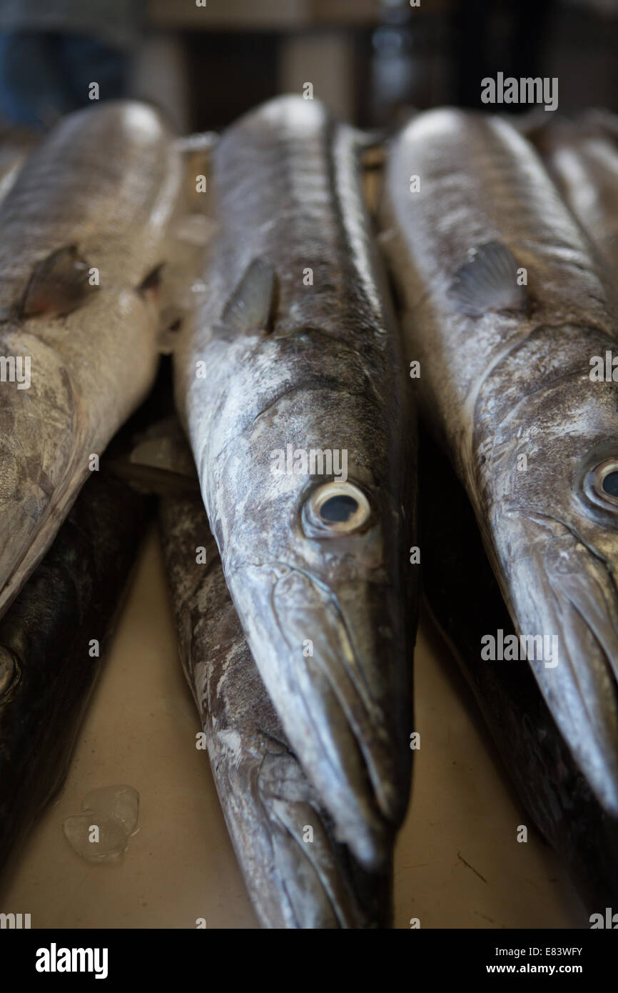 Fresh fish on sale at Deira Fish Market, Dubai, United Arab Emirates