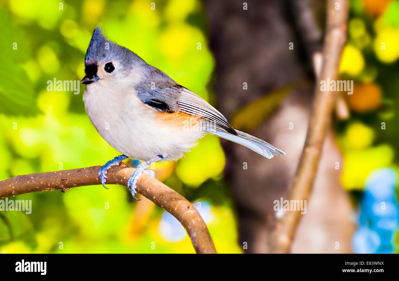 Tufted titmouse perched on a small branch. Stock Photo