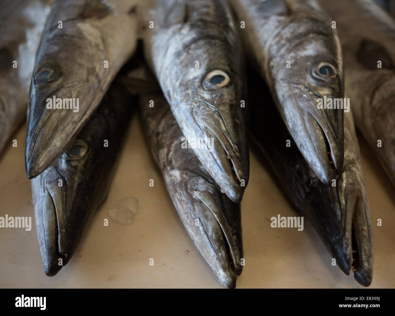 Fresh fish on sale at Deira Fish Market, Dubai, United Arab Emirates Stock Photo Alamy
