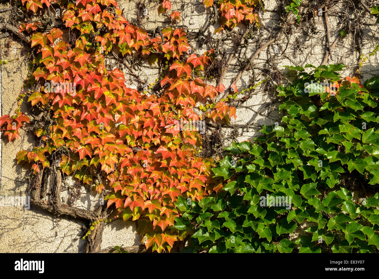 colourful leaves from ivy at wall from house in fall, la chatre, france Stock Photo