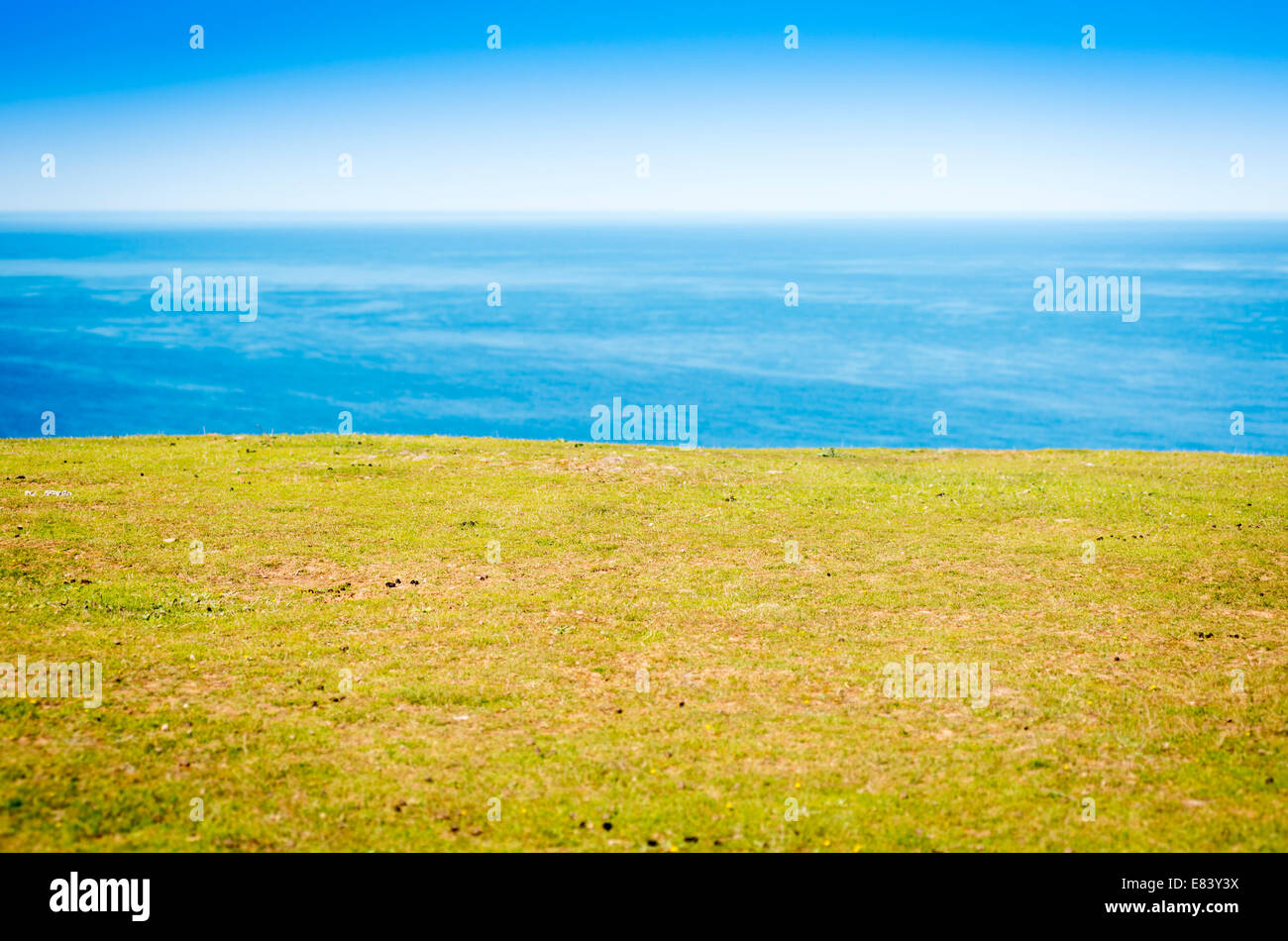 Green field with ocean behind and blue sky with shallow focus on the grass only Stock Photo