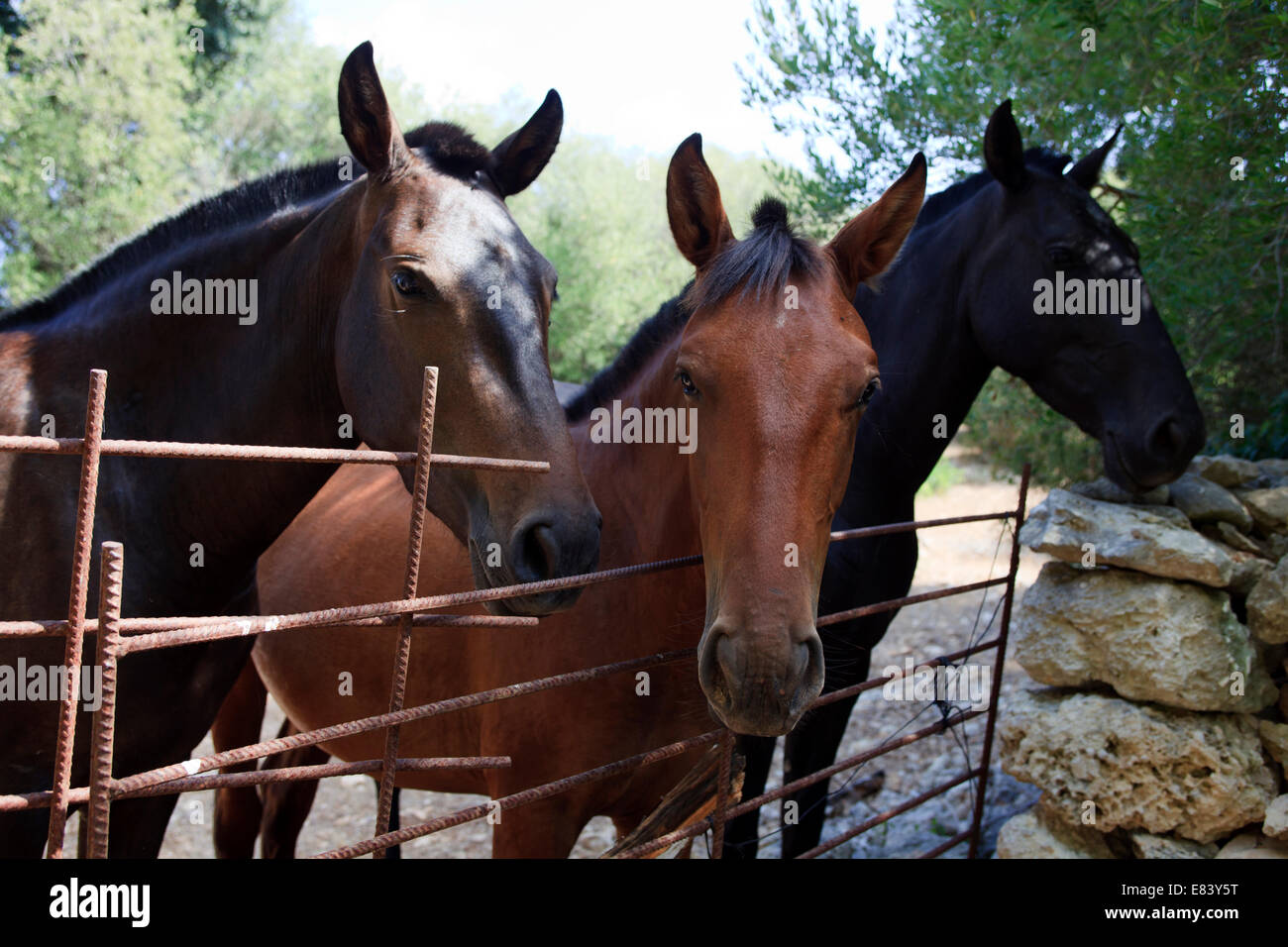 Horses near Cala Trebaluger, Migjorn Gran, Minorca, Balearic Islands