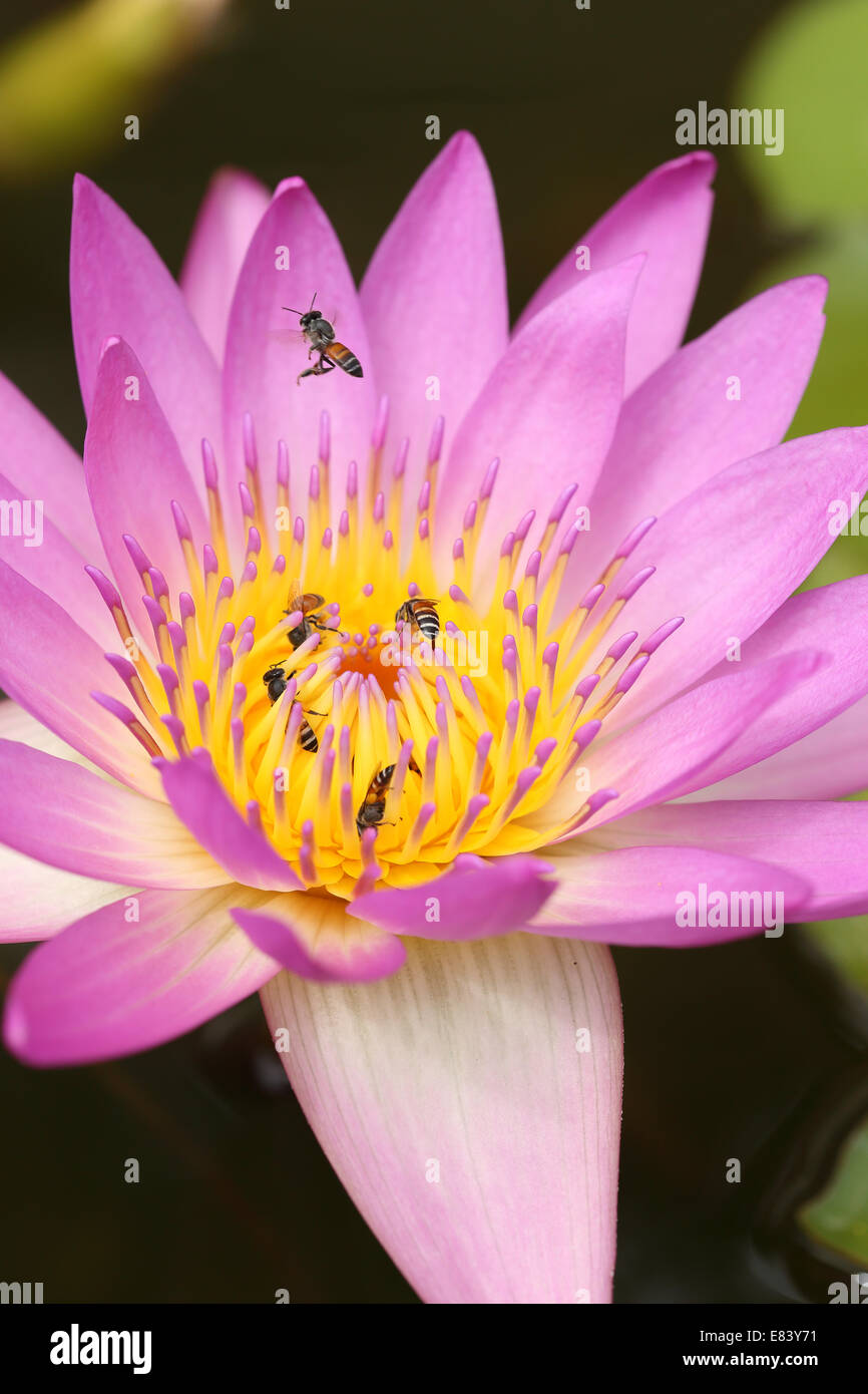 pink lotus or water lily with bee Stock Photo - Alamy