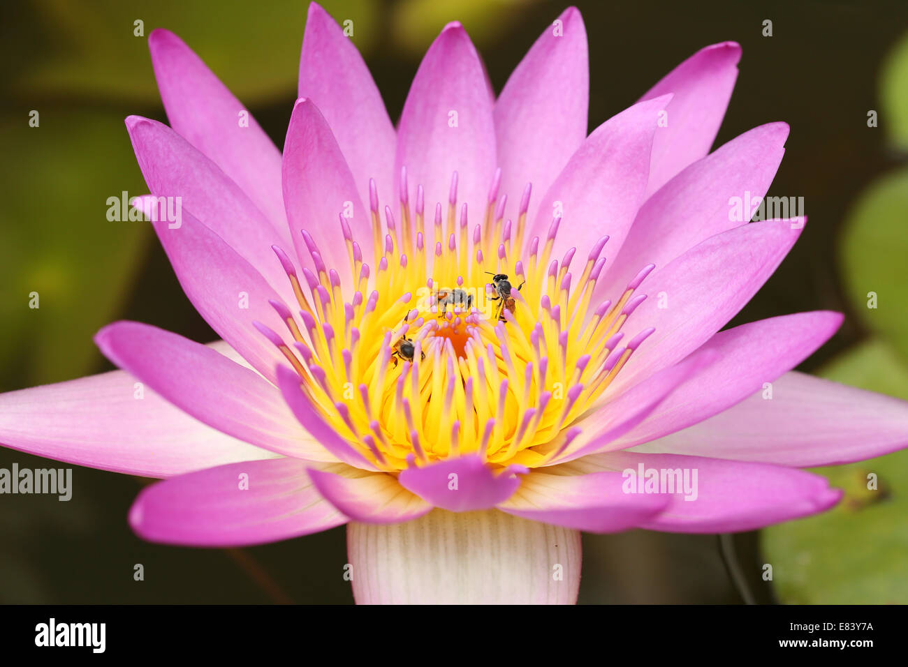 pink lotus or water lily with bee Stock Photo - Alamy