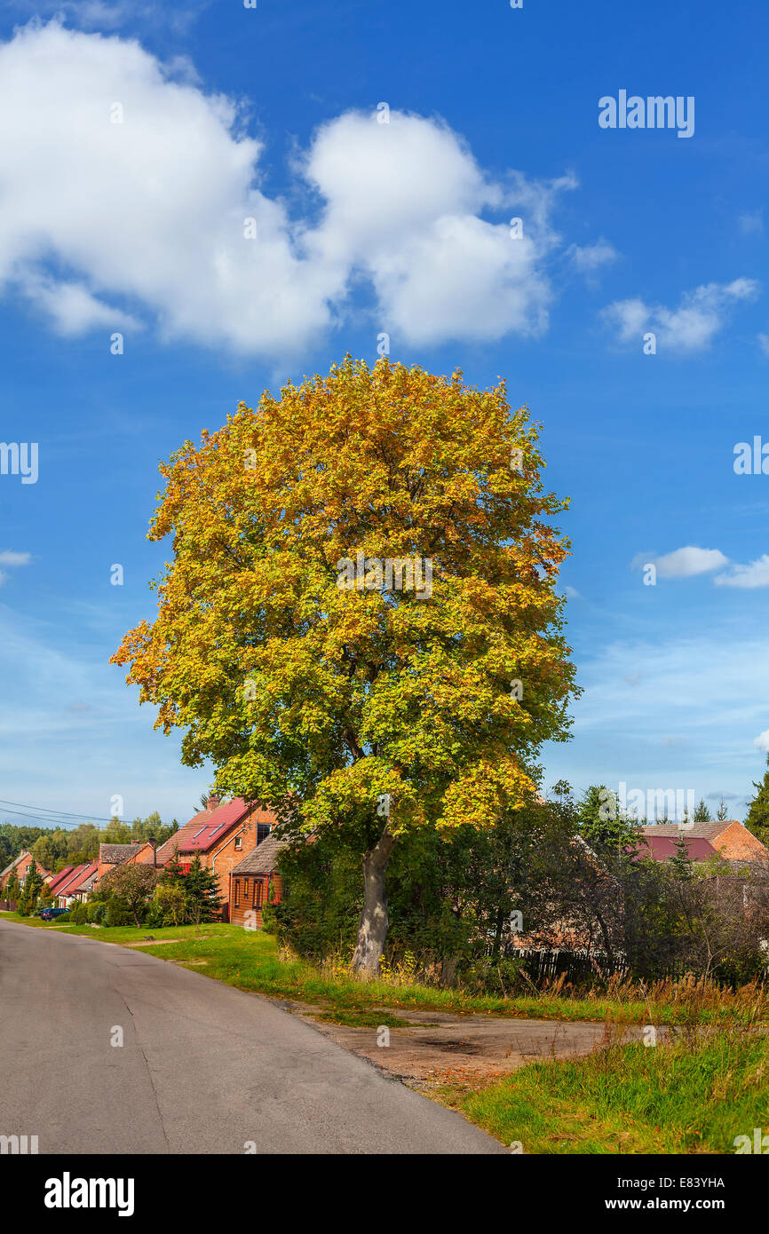 Beautiful tree in a small village, landscape in a sunny day. Stock Photo