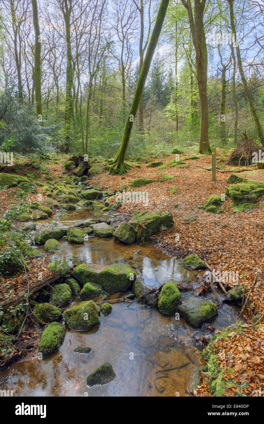 Stream running through beautiful woodland. Stock Photo