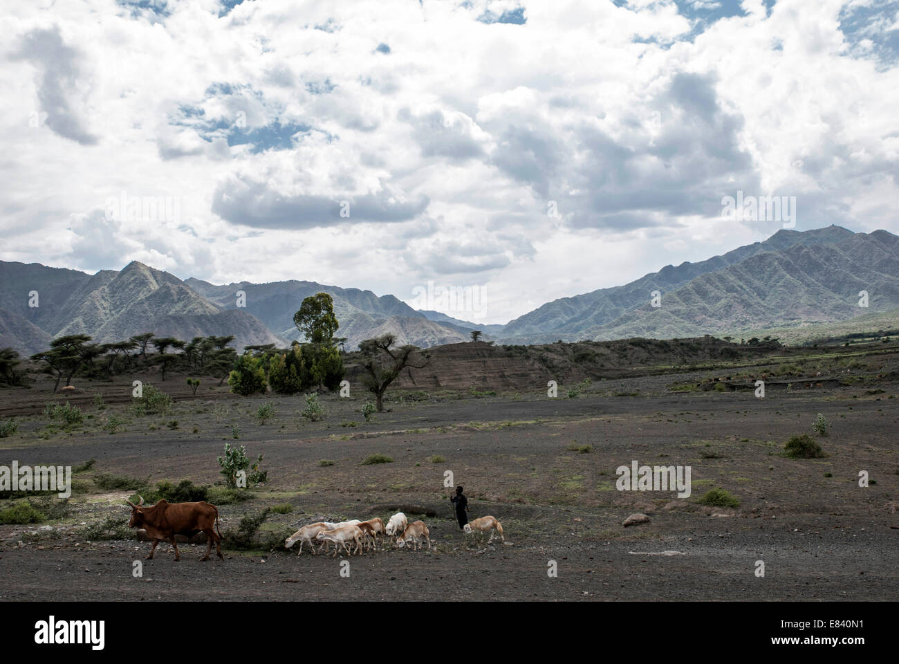 Cattle in Tigray Province, Ethiopia Stock Photo