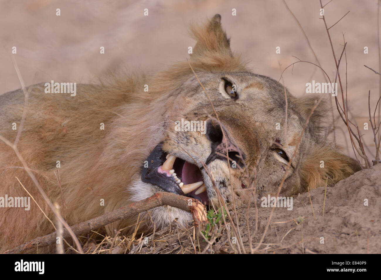 Resting maned lion (Panthera leo), Nsefu sector, South Luangwa National Park, Zambia Stock Photo