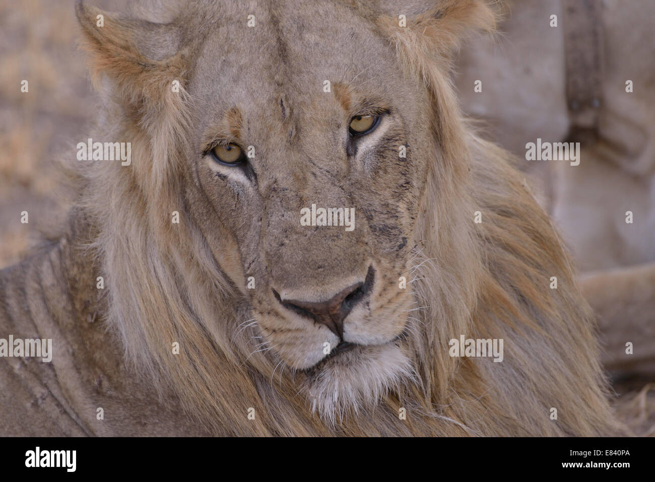 Maned lion (Panthera leo), old animal, portrait, Nsefu sector, South Luangwa National Park, Zambia Stock Photo