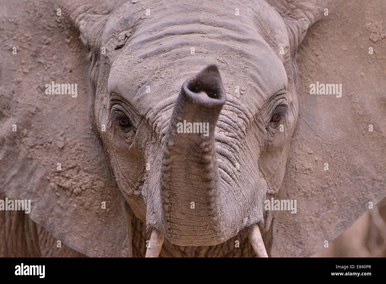 Elephant (Loxodonta africana) with raised trunk, portrait, South Luangwa National Park, Zambia Stock Photo
