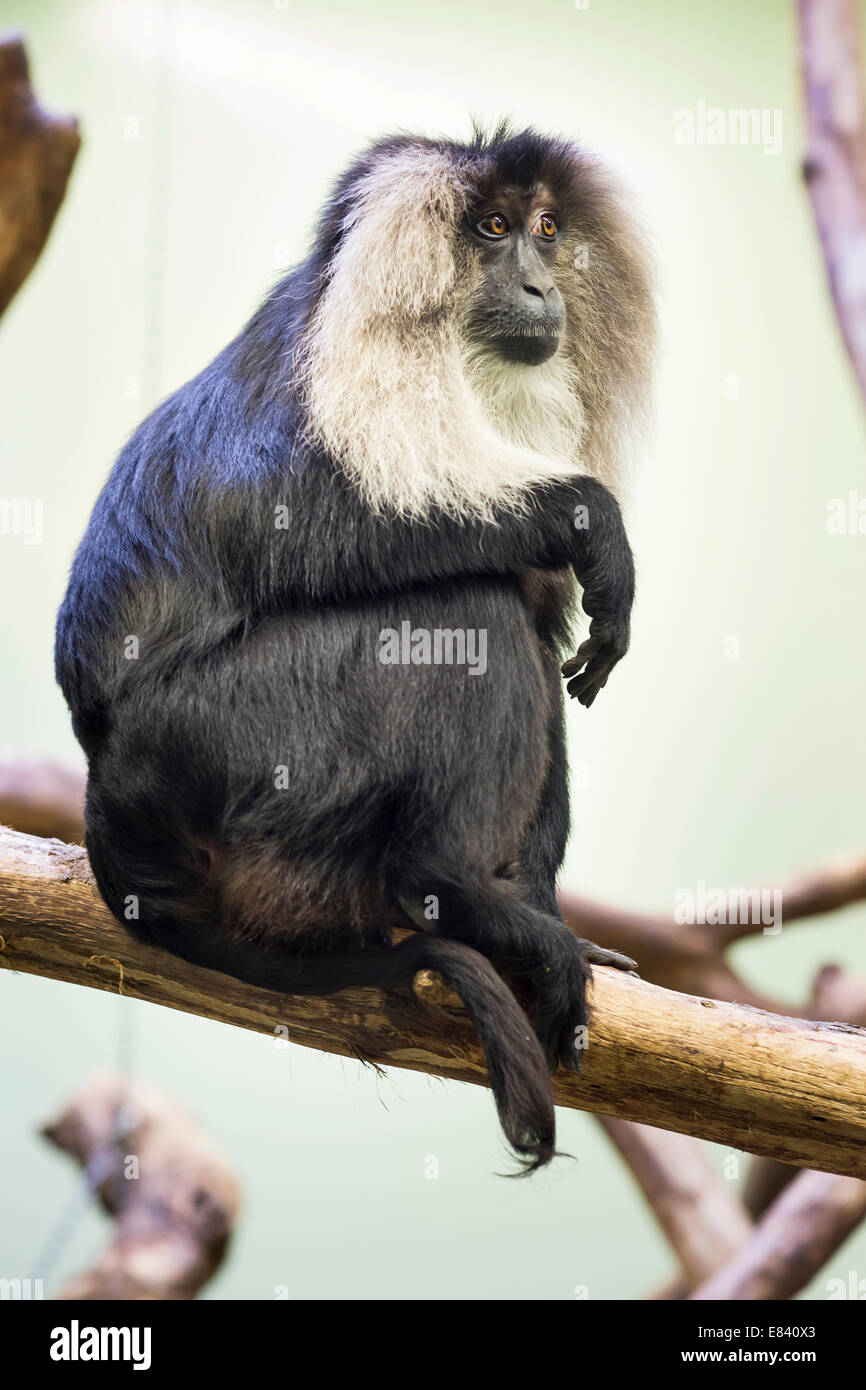 Lion-tailed Macaque or Wanderoo (Macaca silenus), native to India, captive Stock Photo