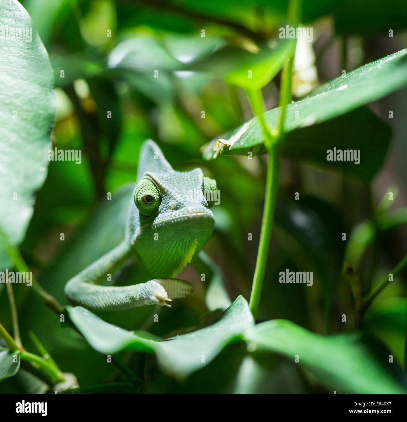 Veiled Chameleon (Chamaeleo calyptratus), captive, native to Yemen Stock Photo