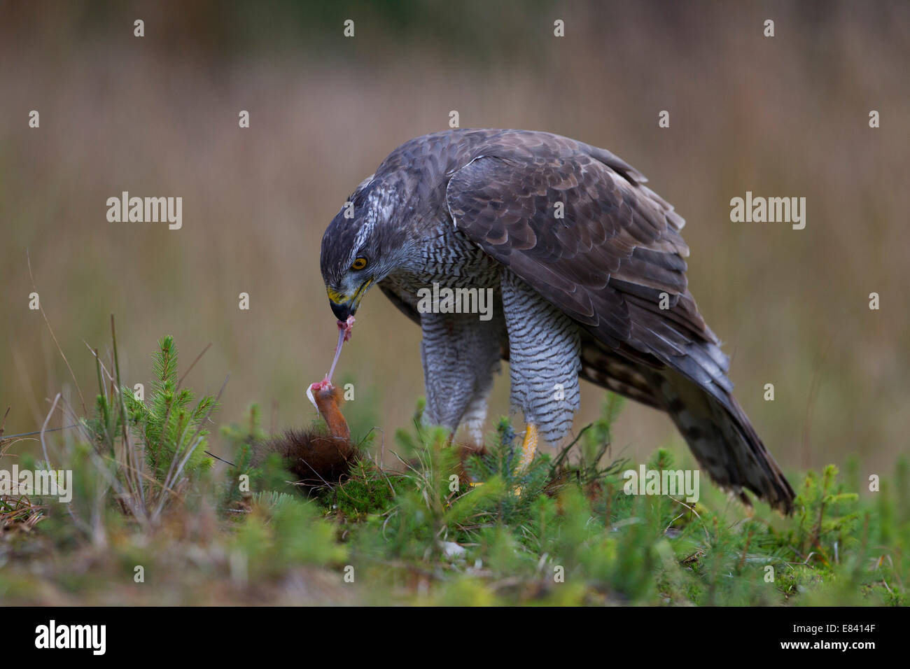 Northern Goshawk (Accipiter gentilis) with a captured squirrel, Czech Republic Stock Photo