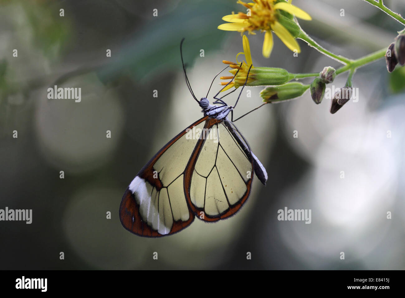 Glasswinged Butterfly (Greta oto), butterfly house, Mainau, Baden-Württemberg, Germany Stock Photo