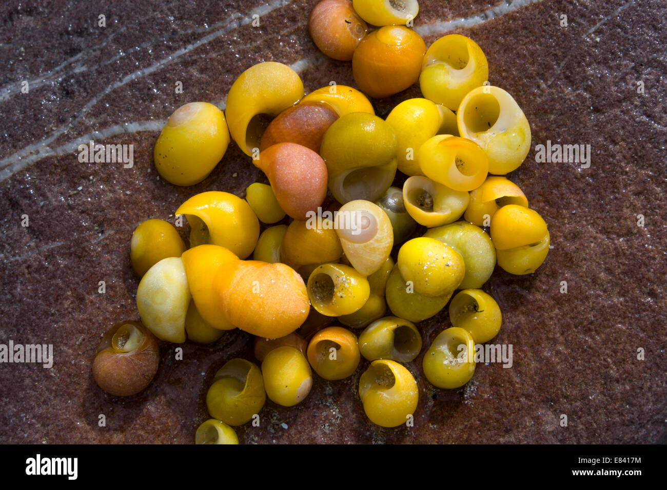 Smooth or Flat Periwinkle (Littorina obtusata), empty shells, County Kerry, Ireland Stock Photo